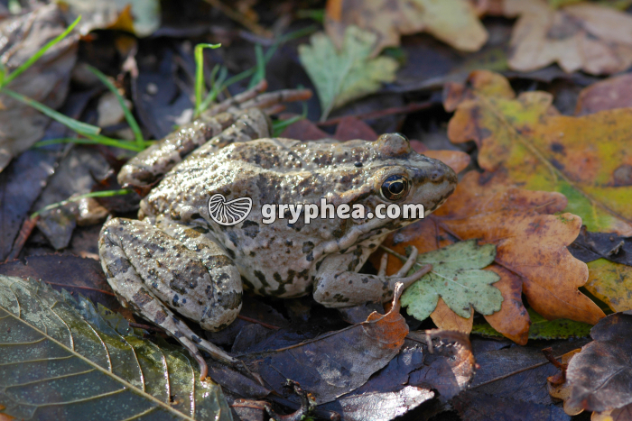 Grenouille - gryphea.org
